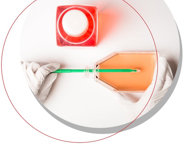 Zellkulturflasche mit Medium wird unter sterilen Bedingungen mit einer Pipette bearbeitet