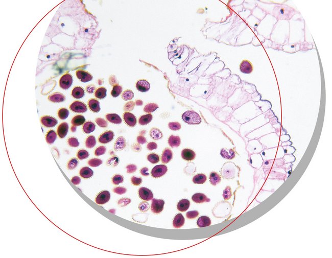 Histologische Gewebeprobe unter dem Mikroskop – Life Science Produkte von Th. Geyer für Histologie, Färbung, Gewebeanalyse