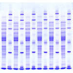 A click opens this product segment
