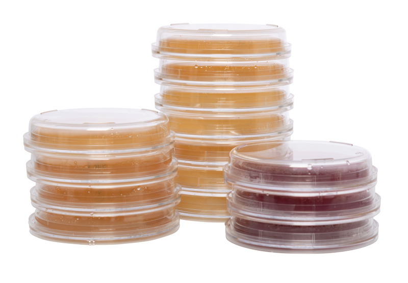 GALLE AESCULIN AZID AGAR, FERTIGPLATTE, BIOSOLUTE®